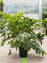 Kamerplant van Botanicly – Vingerplant – Hoogte: 80 cm – Fatsia japonica