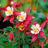 12x Akelei (Aquilegia 'Crimson Star') - P9 pot (9x9)