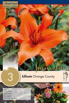 Lilium 'Orange County' - lelie - zomerbollen