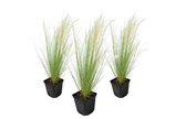 Plant in a Box - Stipa tenuifolia 'Pony Tails' - Set van 3 Stipa 'ponytail' grassen - Verdergras - Pot 9cm - Hoogte 20-30cm