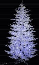 Aurora Ice Cedar PE white 183cm with white&blue LED 1800L