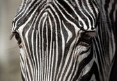 Dibond - Dieren - Wildlife / Zebra in wit / zwart - 100 x 150 cm