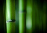Dibond - Zen - bamboe in groen - 100 x 150 cm