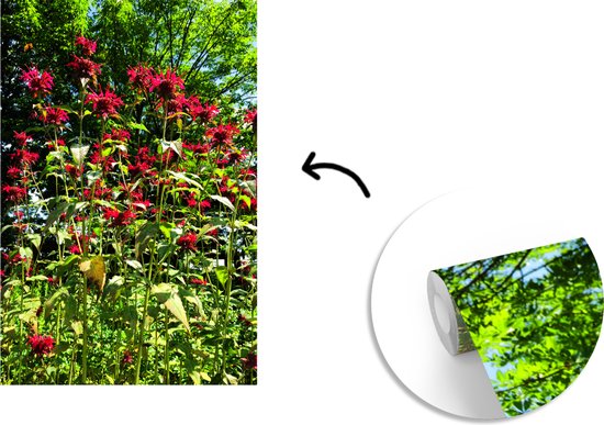 Papier peint photo vinyle - Une plante de bergamote rouge au printemps largeur 150 cm x hauteur 220 cm - Tirage photo sur papier peint (disponible en 7 tailles)