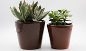 Ikhebeencactus | Cactus en vetplanten mix | Sevilla bruin sierpot | 2 stuks | ↕ 18-22 cm
