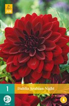 Jub Holland bloembollen - Dahlia Arabian Night - grootbloemig - 1 bloembol