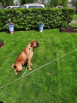 Abany quality design - vakantielijn - geel - hondenlijn - Hondenpin 2x - grondpin hond - aanlegspiraal Hond - aanleglijn - grondanker Hond - vastlegspiraal - grondpen - met aanleg