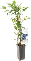Blauwe Bes - Heidelbeere Bluecrop - kleinfruit - bessenstruik  - plant - eigen fruit kweken