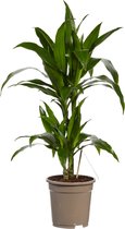 Dracaena Janet Graig - Hoogte ↕ 70cm - Pot ∅ 17cm