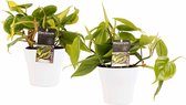 Philodendron Brazil - Philodendron Scandens met potten Anna White - Hoogte ↕ 15cm - Pot ∅ 12cm