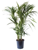 Kentia Palm - Hoogte ↕ 125cm - Pot ∅ 24cm