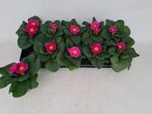 Voorjaarsbloemen: Primula Acaulis Roze 12 stuks