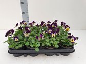 Voorjaarsbloemen: Bosviool Viola Cornuta Paars - Wit - Geel 12 stuks