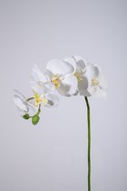 Kunstbloem - set van 2  - Phalaenopsis orchidee - decoratieve tak -  70 cm - wit