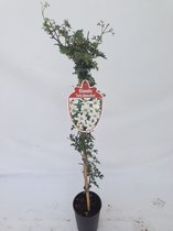 Clematis 'Early Sensation' 70-80cm - 2 stuks - vroegbloeiende klimplant - witte bloemen - stervormige bloemen - in pot