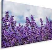 Schilderij - Lavendel in het Veld, Premium Print, 5 maten