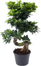 Green trading Japanse Bonsai Boom - Ficus Ginseng voor in huis - 2 stuks |  bol