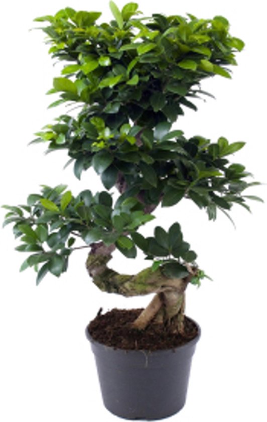 Japanse Bonsai Boom Bonsai Ficus Ginseng Voor in Huis 2 Stuks