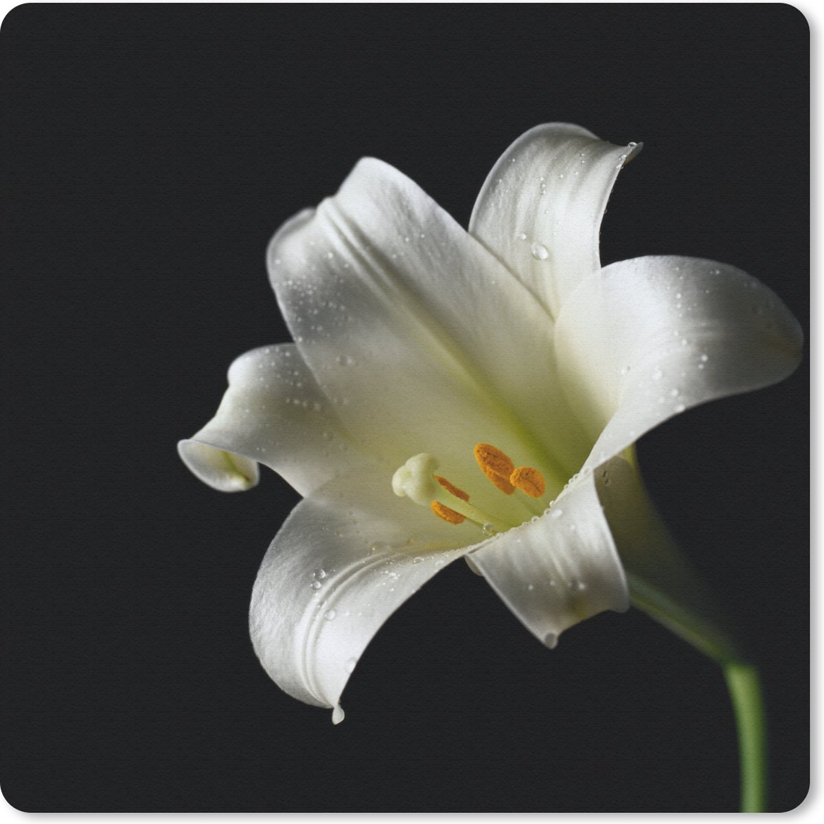 Muismat 30x30 cm - Mousepad Close-up van witte lelie - Muismatten
