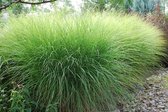 6x Prachtgriet (Miscanthus  sinensis  'Gracillimus') - P9 pot (9x9)