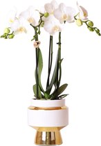 Kolibri Orchids | Witte Phalaenopsis orchidee – Amabilis + Le Chic sierpot goud – potmaat Ø9cm – 40cm hoog | bloeiende kamerplant in bloempot - vers van de kweker