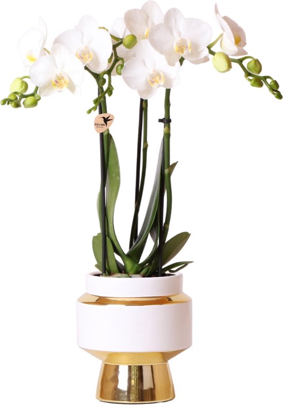 Orchidées Colibri | Orchidée Phalaenopsis Witte – Amabilis + Le Chic pot  décoratif... | bol