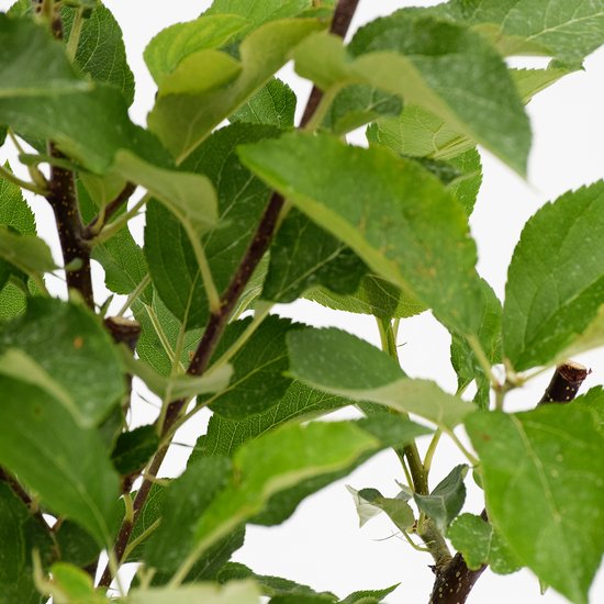 Malus domestica Duo , pot de 3 litres, arbre unique avec 2 couleurs de feuilles et 2 pommes différentes. Pot cultivé pour jardin, potager, terrasse ou balcon.