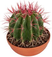 Ferocactus stainesii in schaal ↨ 25cm - hoge kwaliteit planten