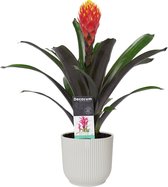 Decorum Guzmania Tala in ELHO ® Vibes Fold Rond (zijde wit) ↨ 45cm - planten - binnenplanten - buitenplanten - tuinplanten - potplanten - hangplanten - plantenbak - bomen - planten