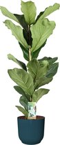 Ficus Lyrata in ELHO sierpot Vibes Fold Round (diepblauw) ↨ 90cm - planten - binnenplanten - buitenplanten - tuinplanten - potplanten - hangplanten - plantenbak - bomen - plantenspuit