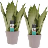 Duo Sansevieria Moonshine met Anna Taupe potten ↨ 30cm - 2 stuks - hoge kwaliteit planten