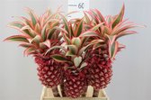 Ananas Bloem XXL - VERSE DROOGBLOEMEN - Decoratieve tak - 60 CM - 5 stuks - GRATIS verzending