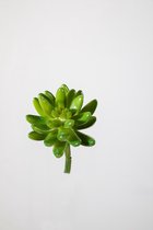 Kunstplant - Succulent - vetplant - topkwaliteit decoratie - 2 stuks - zijden tak - Groen - 10 cm hoog