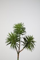 Kunstplant - Succulent - topkwaliteit decoratie - 2 stuks - zijden vetplant - Groen - 25 cm hoog