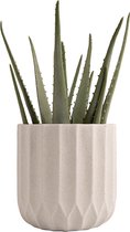 Oneiro Luxe Bloempot Pot Raf olive D14 H13 cm – hotel chique - binnen ––– accessoires – tuin – decoratie – bloemen – mat – glans – industrieel - droogbloemen - Buiten bloempot - tu