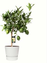 FloriaFor - Citrus Green Lime In ELHO Outdoor Sierpot Greenville Rond (wit) - - ↨ 85cm - ⌀ 25cm