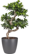 FloriaFor - Ficus Gin Seng Bonsai Met Elho Brussels Round 30cm Pot Antracite - - ↨ 70cm - ⌀ 27cm