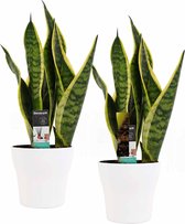 FloriaFor - Duo Sansevieria Superba Met Anna White Potten - - ↨ 35cm - ⌀ 12cm