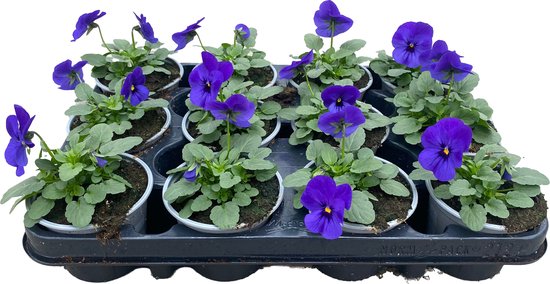 violen - cornuta - kleinbloemig - blauw - deflorah - tuinplant - voorjaarsbloeier