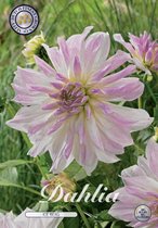 3 x Dahlia | Ice Berg