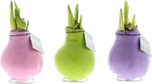 Wax Amaryllis Collectie Pastel | 3 stuks | Kamerplant | Wit | Prachtige Wax Amaryllissen voor in huis | Bloei zonder Water