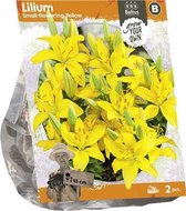 Baltus Lilium Small flowering Yellow Lelie bloembollen per 2 stuks