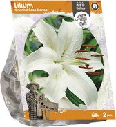 Baltus Lilium Oriental Casa Blanca Lelie bloembollen per 2 stuks