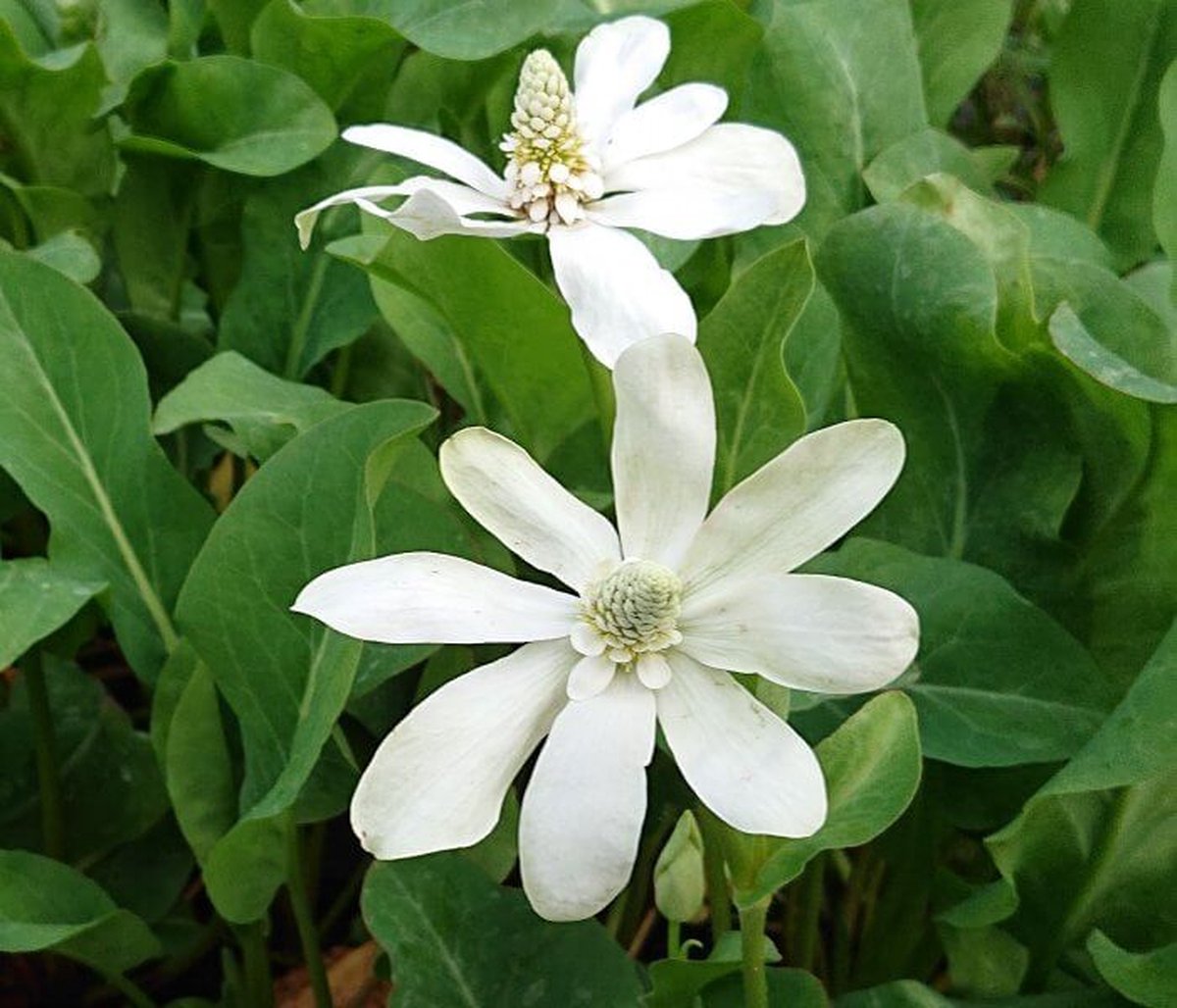 Dubbele moeras houttuynia (Houtuynia cordata plena) - Vijverplant - 3 losse planten - Om zelf op te potten - Vijverplanten Webshop