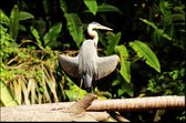 Walljar - Reiger - Dieren poster