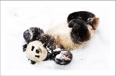 Walljar - Sneeuw Panda - Dieren poster