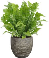 Asplenium Crispy Wave in Mica sierpot Carrie (donkergrijs) – ↨ 35cm – ⌀ 18cm