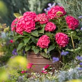 2x Hydrangea macrophylla ‘Endless Summer Summer Love® Red’ – Hortensia