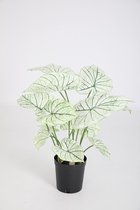 Caladium - kunstplant in pot - wit/groen-  topkwaliteit plant - kamerplant - 61 cm