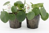 Kamerplanten van Botanicly – 2 × Pannenkoekenplant – Hoogte: 20 cm – Pilea peperomioides